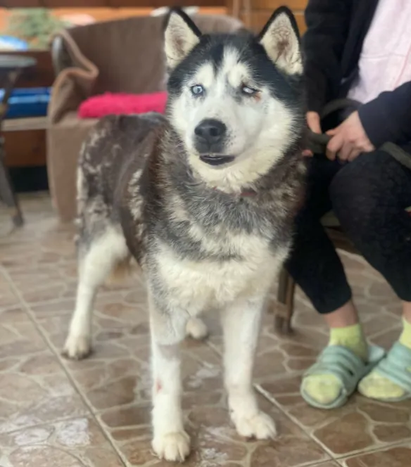 Pies do adopcji, Głowno, 1 marca 2025 (3/3)