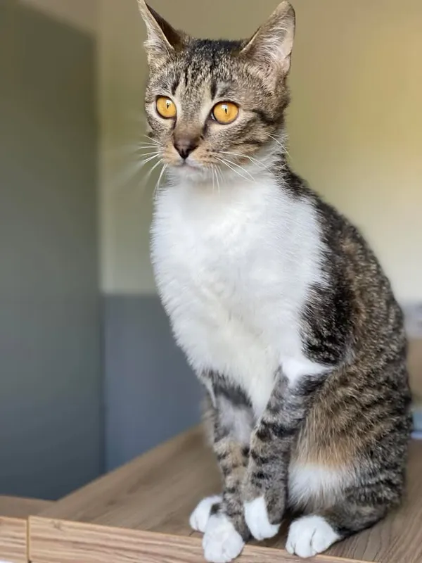 Znaleziono kota, Lublin, 1 marca 2025