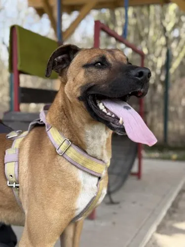 Pies do adopcji, Kraków, 14 lutego 2025 (1/5)