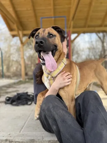 Pies do adopcji, Kraków, 14 lutego 2025 (3/5)