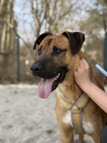 Pies do adopcji, Kraków, 14 lutego 2025 (4/5)