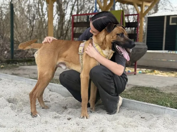 Pies do adopcji, Kraków, 14 lutego 2025 (5/5)