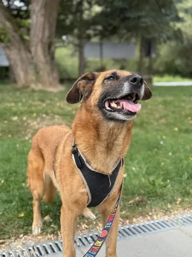 Pies do adopcji, Kraków, 14 lutego 2025 (1/4)