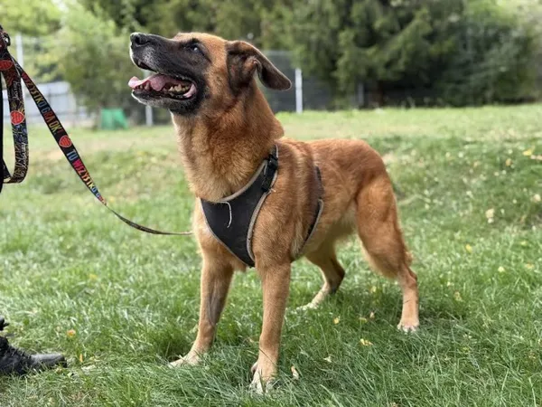 Pies do adopcji, Kraków, 14 lutego 2025 (2/4)