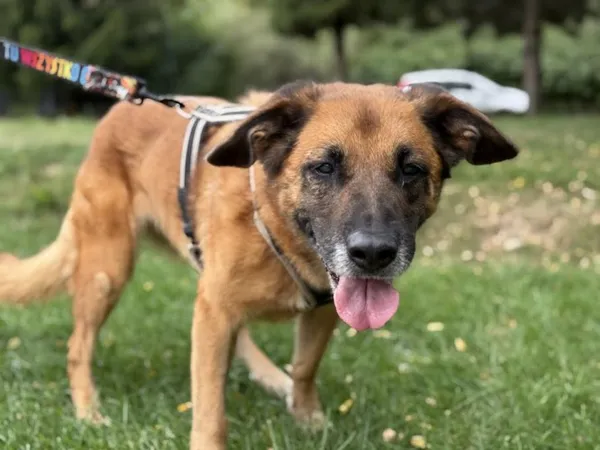 Pies do adopcji, Kraków, 14 lutego 2025 (3/4)