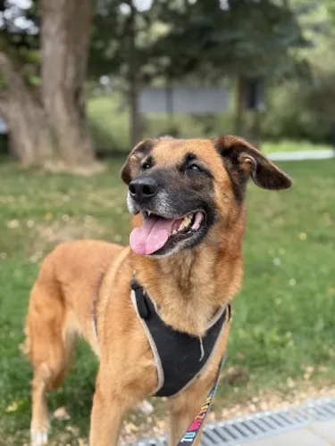 Pies do adopcji, Kraków, 14 lutego 2025 (4/4)