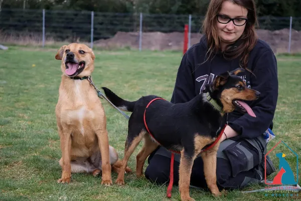 Pies do adopcji, Grudziądz, 14 sierpnia 2024 (2/5)