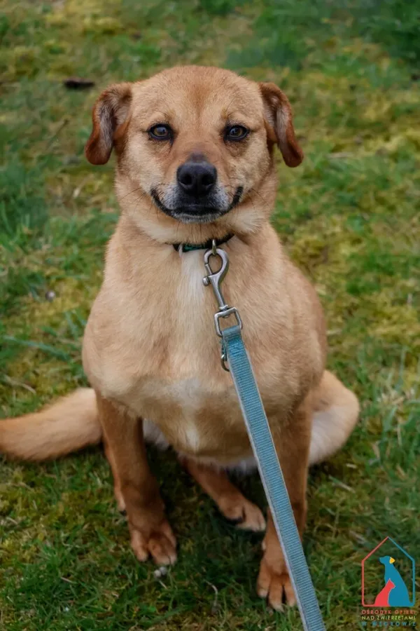 Pies do adopcji, Grudziądz, 14 sierpnia 2024 (4/5)