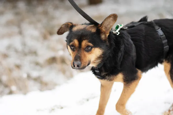 Pies do adopcji, Nowodwór, 28 lutego 2025 (1/5)