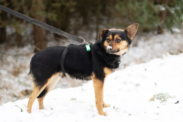 Pies do adopcji, Nowodwór, 28 lutego 2025 (2/5)