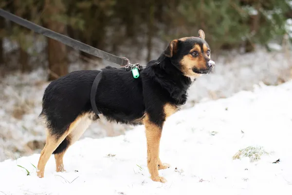 Pies do adopcji, Nowodwór, 28 lutego 2025 (3/5)