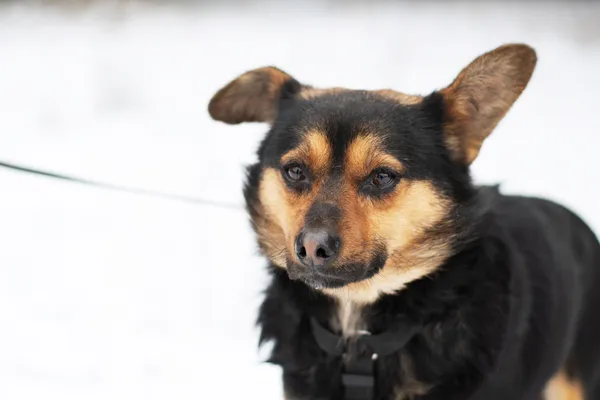 Pies do adopcji, Nowodwór, 28 lutego 2025 (4/5)