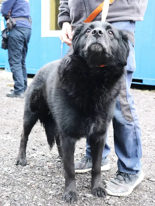 Znaleziono psa, Łódź, 28 lutego 2025 (1/5)