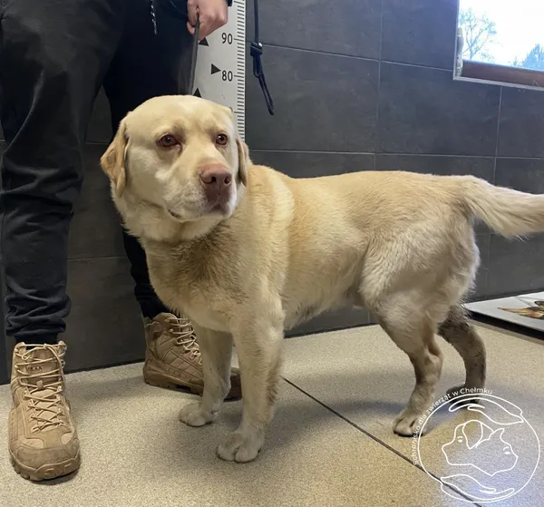 Znaleziono psa, Chełmek, 1 marca 2025