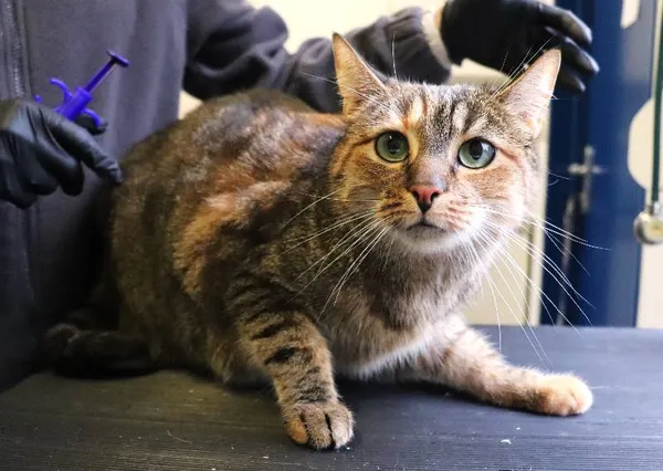 Znaleziono kota, Łódź, 28 lutego 2025 (4/4)