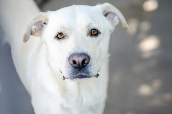 Oddam psa, Warszawa, Filtry, 2 marca 2025 (1/4)