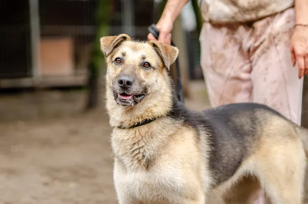 Oddam psa, Warszawa, Białołęka Dworska, 2 marca 2025 (1/4)