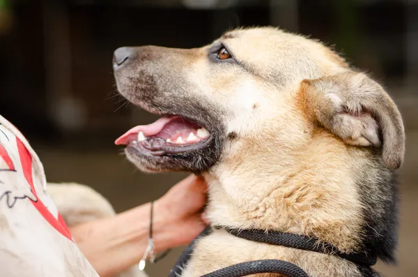 Oddam psa, Warszawa, Białołęka Dworska, 2 marca 2025 (2/4)