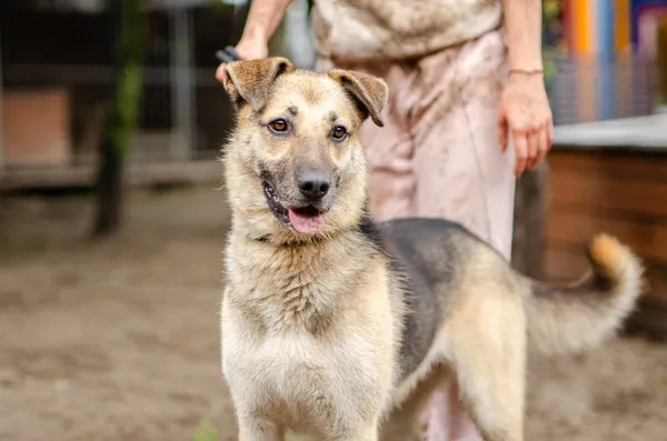 Oddam psa, Warszawa, Białołęka Dworska, 2 marca 2025 (3/4)