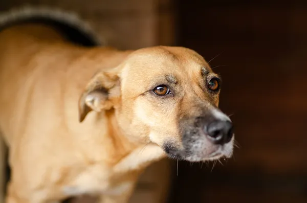 Oddam psa, Szłapy, 2 marca 2025 (1/3)