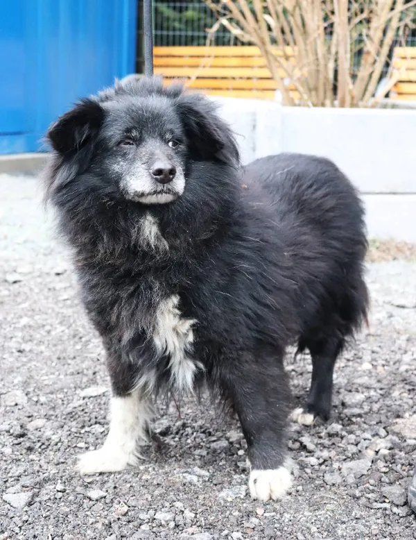 Znaleziono psa, Łódź, 2 marca 2025 (1/5)