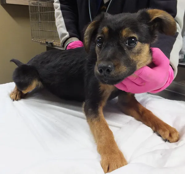 Znaleziono psa, Nowa Krępa, 27 lutego 2025 (2/2)