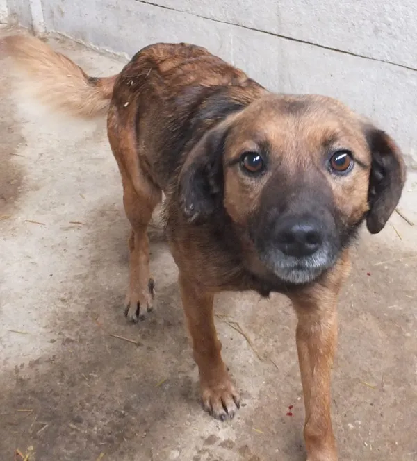 Znaleziono psa, Nowa Krępa, 27 lutego 2025