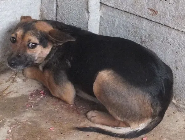 Znaleziono psa, Nowa Krępa, 27 lutego 2025