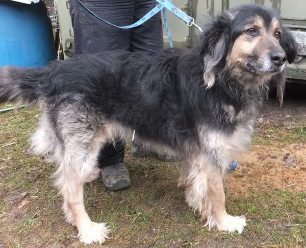 Znaleziono psa, Nowa Krępa, 20 lutego 2025