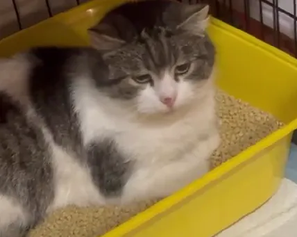 Kot do adopcji, Głowno, 1 marca 2025 (1/2)