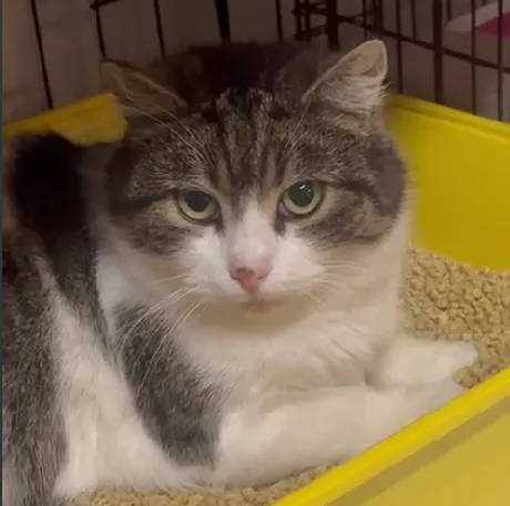 Kot do adopcji, Głowno, 1 marca 2025 (2/2)