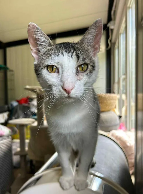 Kot do adopcji, Głowno, 1 marca 2025 (3/5)