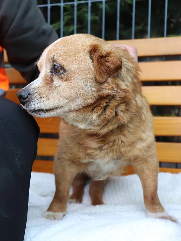 Znaleziono psa, Łódź, 2 marca 2025 (3/5)