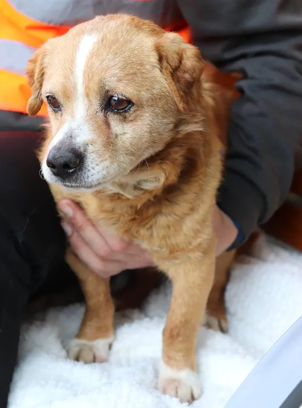 Znaleziono psa, Łódź, 2 marca 2025 (4/5)