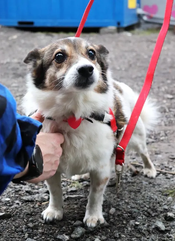 Znaleziono psa, Łódź, 3 marca 2025 (2/4)