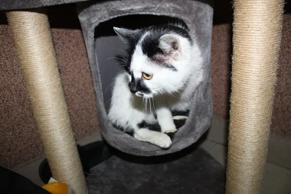 Kot do adopcji, Dębniak, 27 lutego 2025