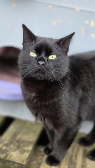 Kot do adopcji, Piła, 14 września 2023