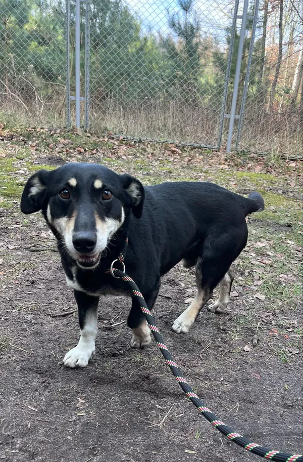 Pies do adopcji, Włocławek, 28 lutego 2025 (1/3)