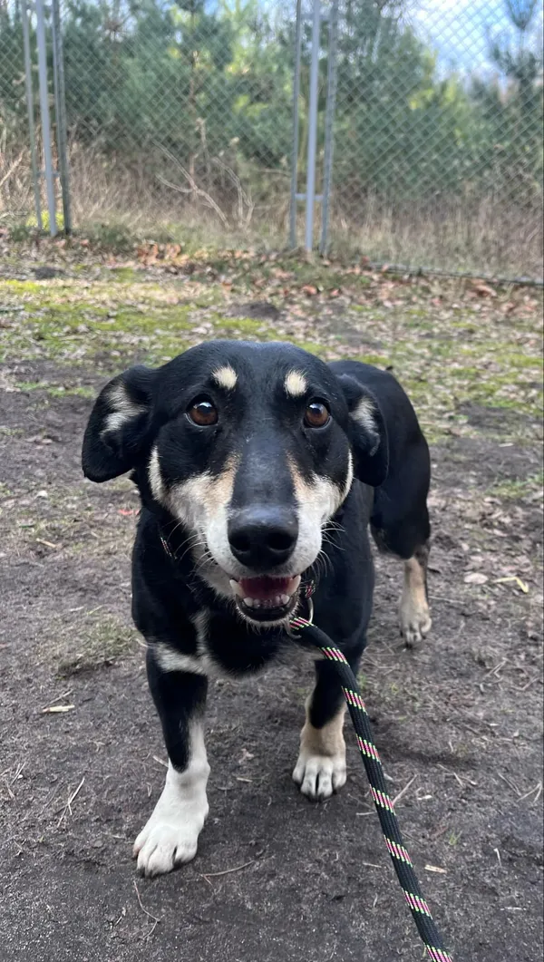 Pies do adopcji, Włocławek, 28 lutego 2025 (2/3)