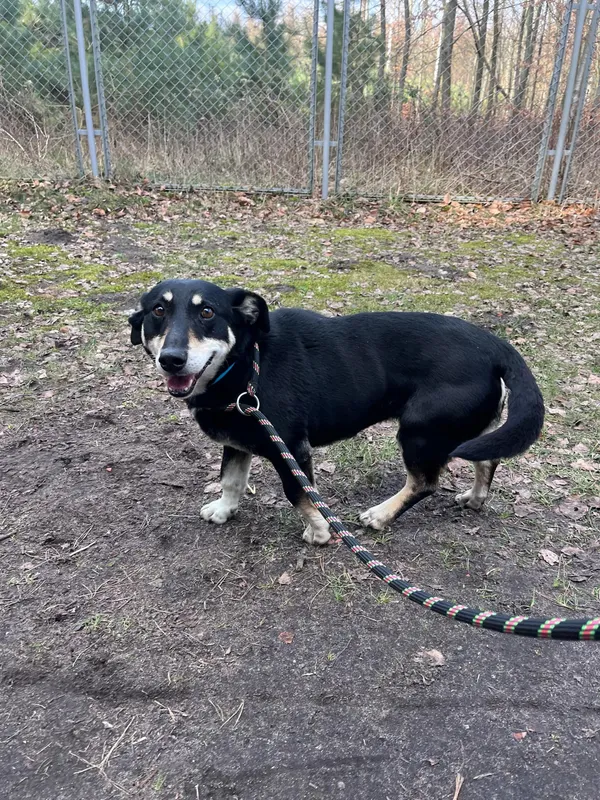 Pies do adopcji, Włocławek, 28 lutego 2025 (3/3)