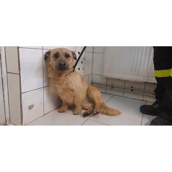 Znaleziono psa, Białystok, 3 marca 2025