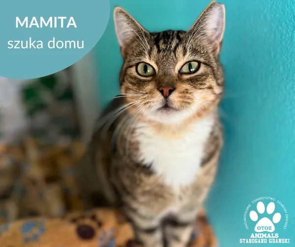 Kot do adopcji, Starogard Gdański, 3 marca 2025