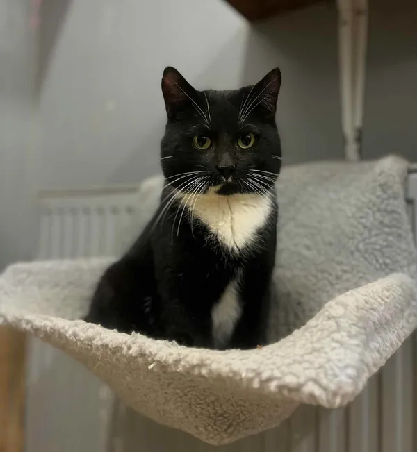 Kot do adopcji, Olsztyn, 15 lutego 2025 (1/3)