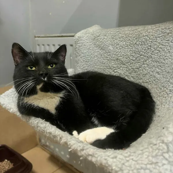 Kot do adopcji, Olsztyn, 15 lutego 2025 (2/3)