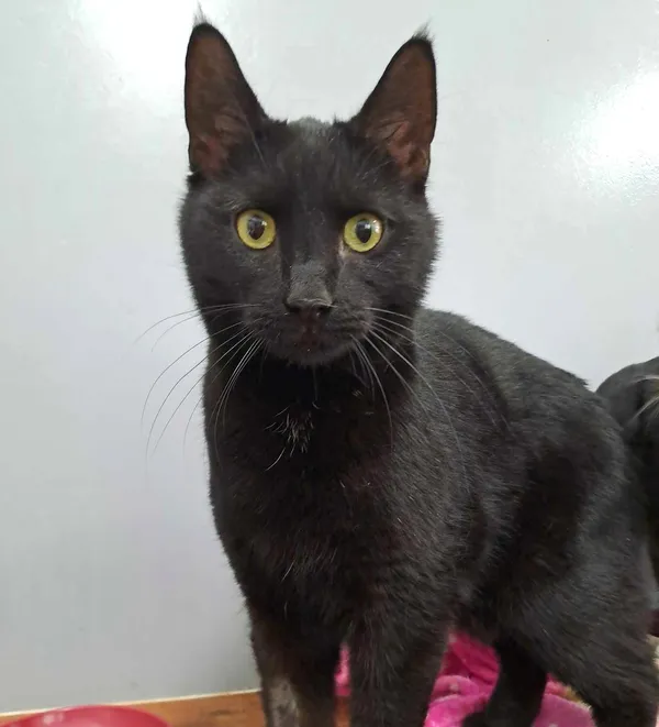 Kot do adopcji, Olsztyn, 21 stycznia 2025 (1/2)