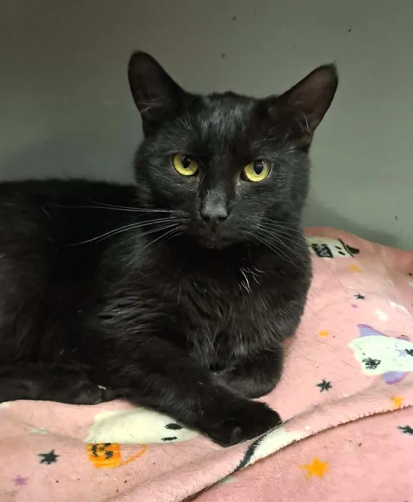 Kot do adopcji, Olsztyn, 21 stycznia 2025 (1/4)