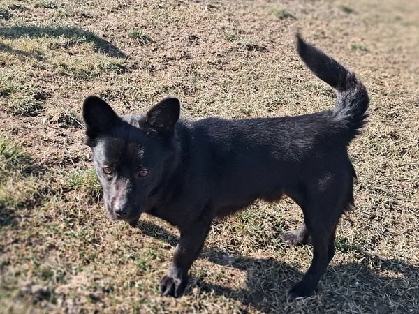 Znaleziono psa, Tatary, 27 stycznia 2025 (3/5)