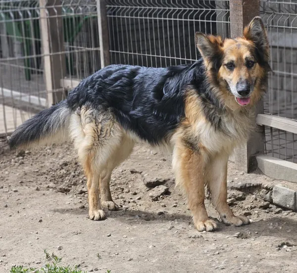 Pies do adopcji, Zgierz, 3 marca 2025 (2/5)