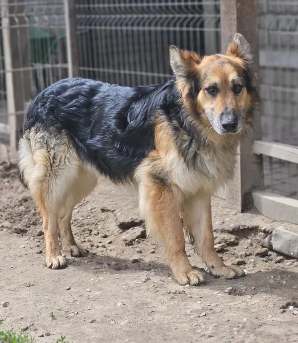 Pies do adopcji, Zgierz, 3 marca 2025 (3/5)