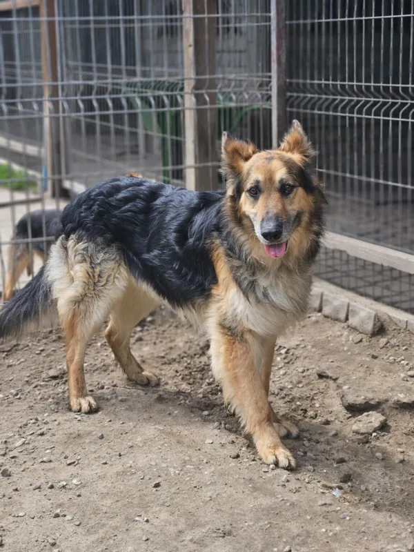 Pies do adopcji, Zgierz, 3 marca 2025 (5/5)